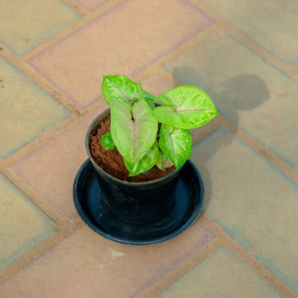 Buy Syngonium White in 4 Inch Nursery Pot With Tray Online | Urvann.com