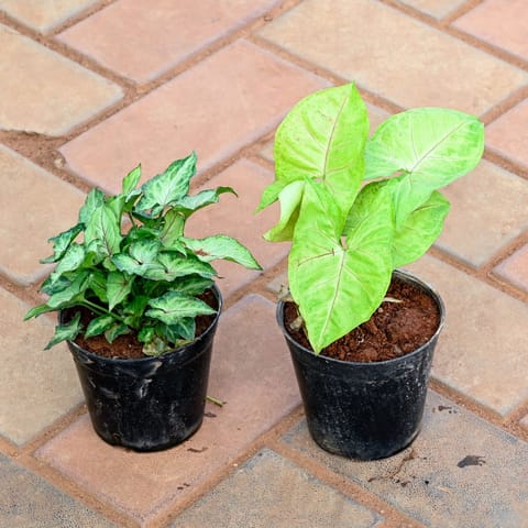 Set of 2 - Syngonium (Golden & Pixie Green) in 4 Inch Nursery Pot