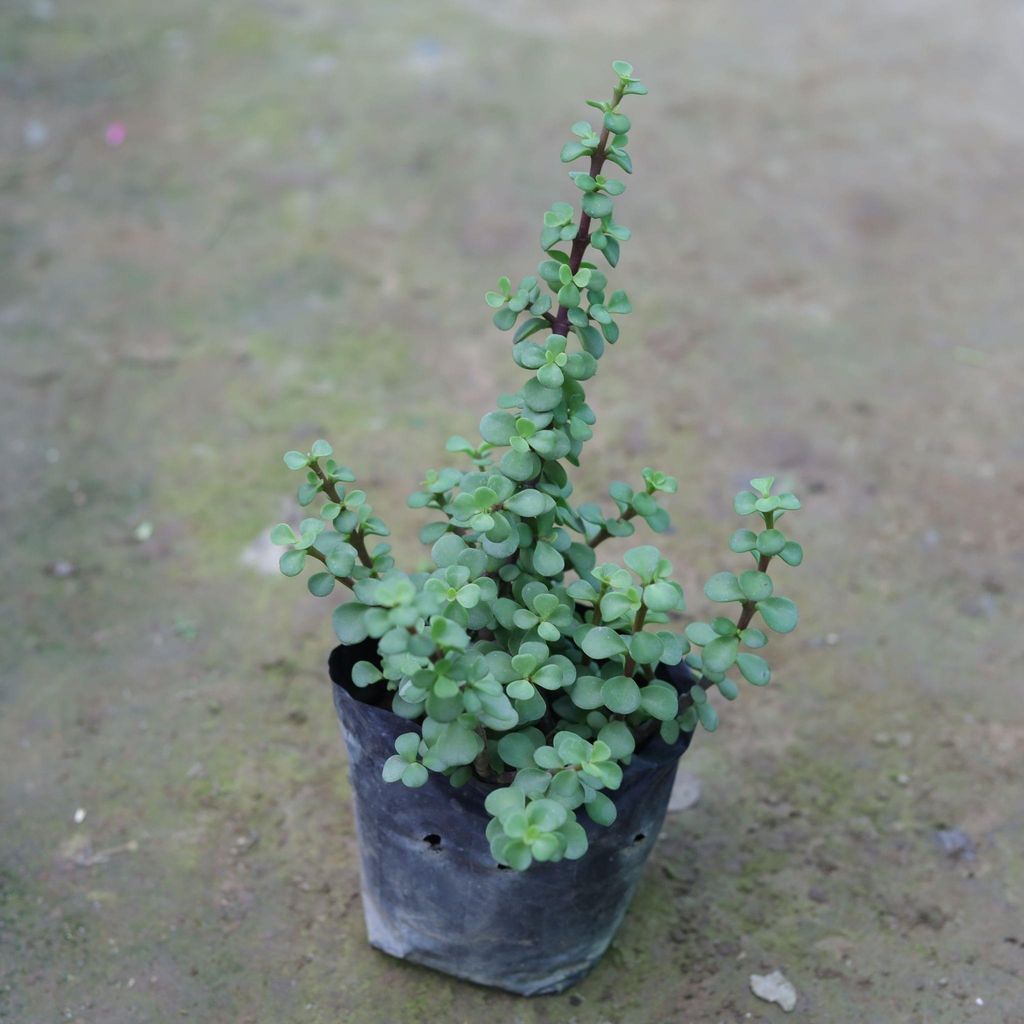Jade in 4 Inch Nursery Bag