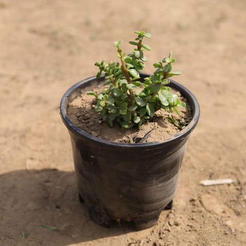 Jade in 6 Inch Nursery Pot