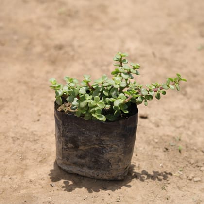 Buy Jade in 4 Inch Nursery Bag Online | Urvann.com