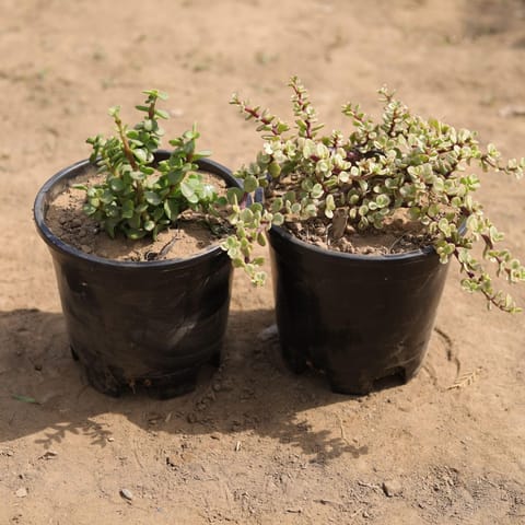 Set of 2 - Jade & jade Variegated in 6 Inch Nursery Pot