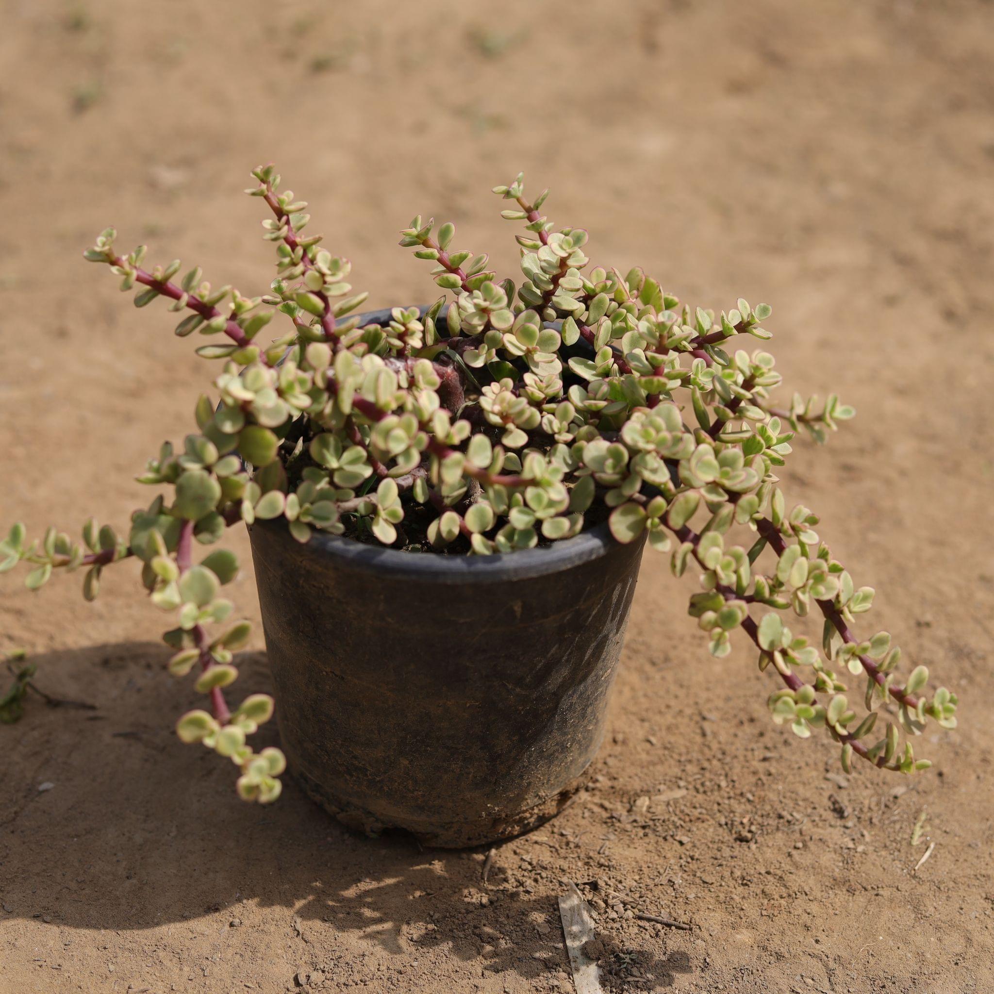 Jade Variegated in 6 Inch Nursery Pot