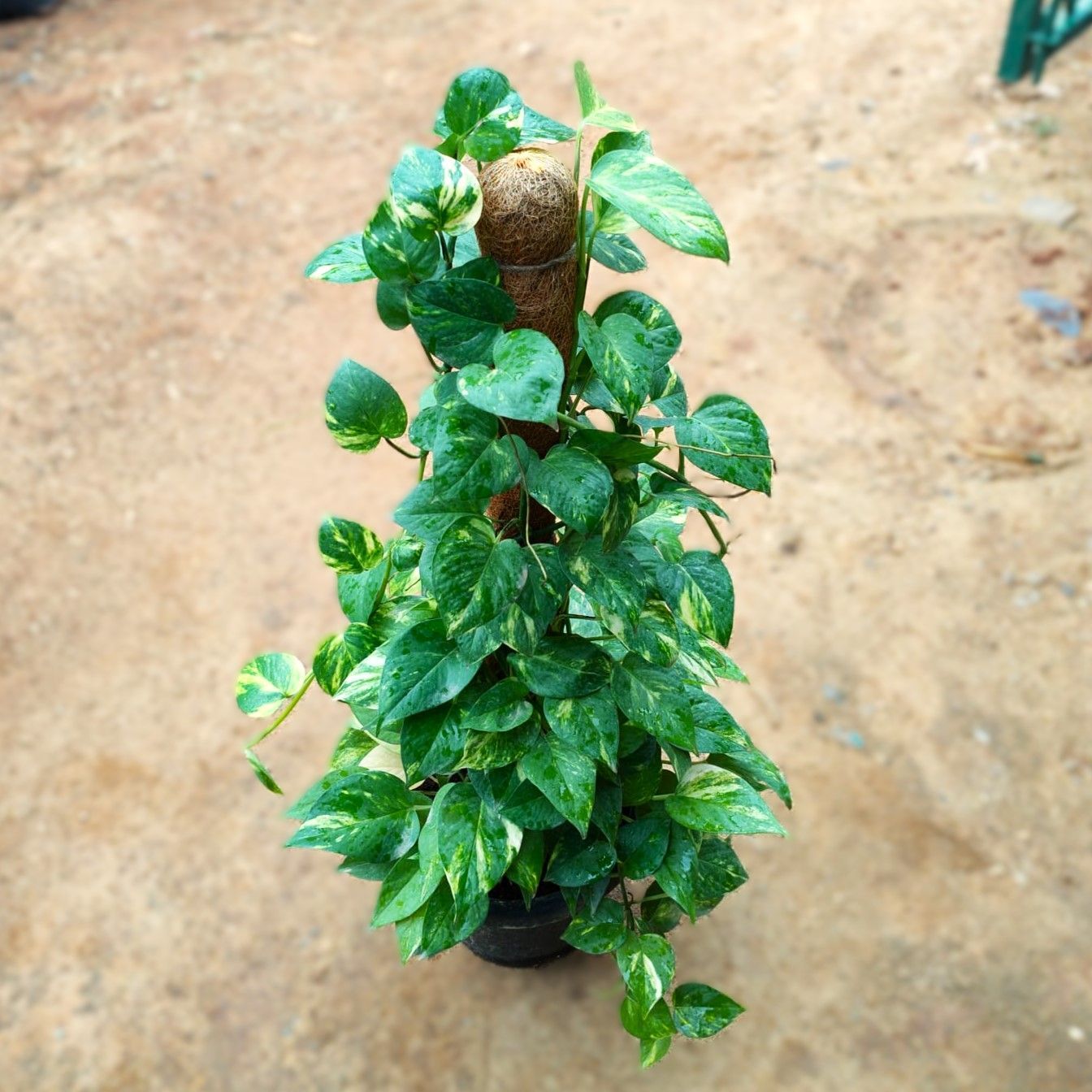Money Plant Green With (~ 3 Ft) Moss Stick in 10 Inch Nursery Pot - Best Corner Special Indoor Plant