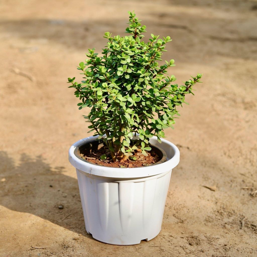 Buy Jade Plant In 12 Inch White Classy Plastic Pot Online | Urvann.com Jade Plant in 12 Inch White Classy Plastic Pot