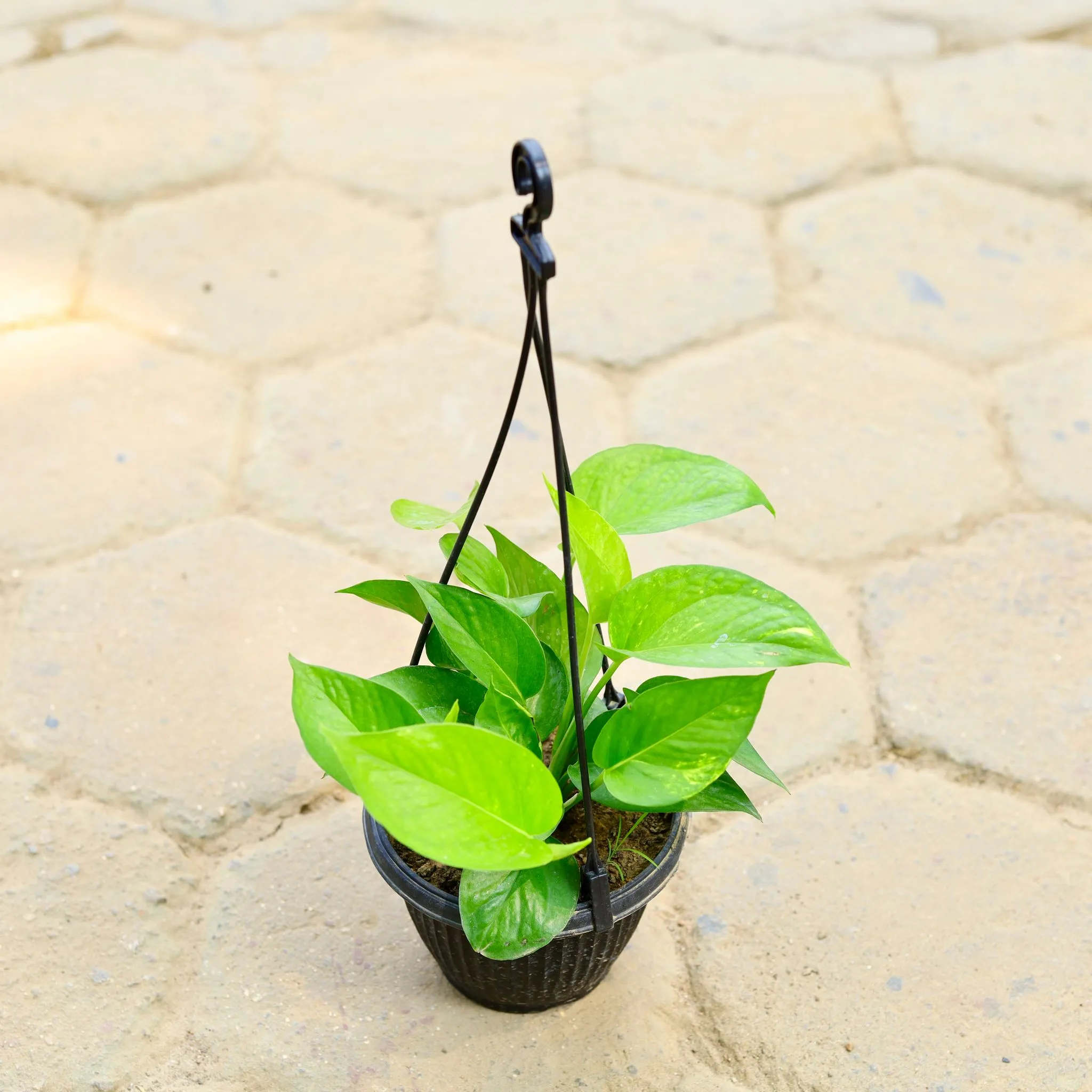Money Plant Green in 7 Inch Black Hanging Basket