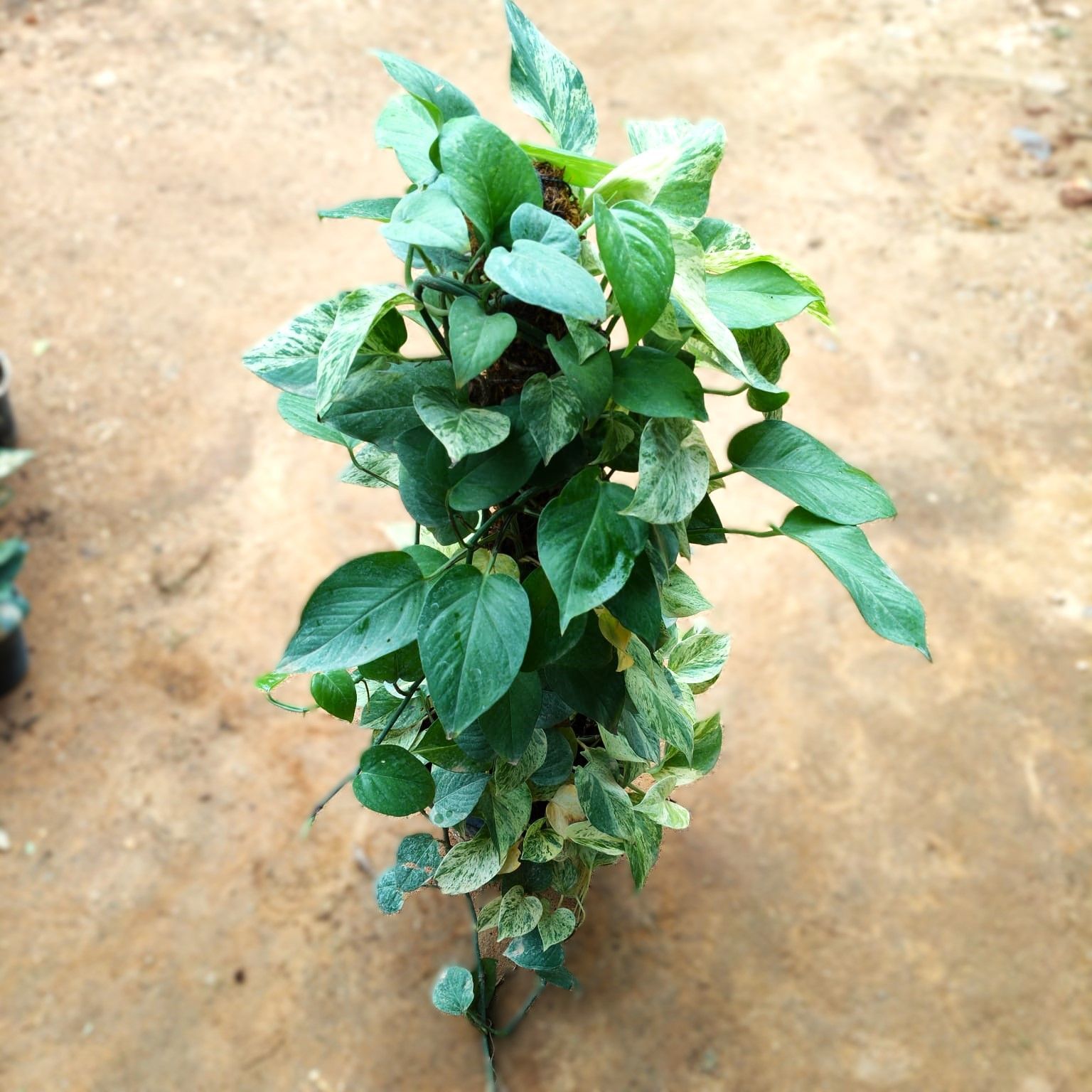Money Plant Marble With Moss Stick (~ 3 Ft) in 10 Inch Nursery Pot