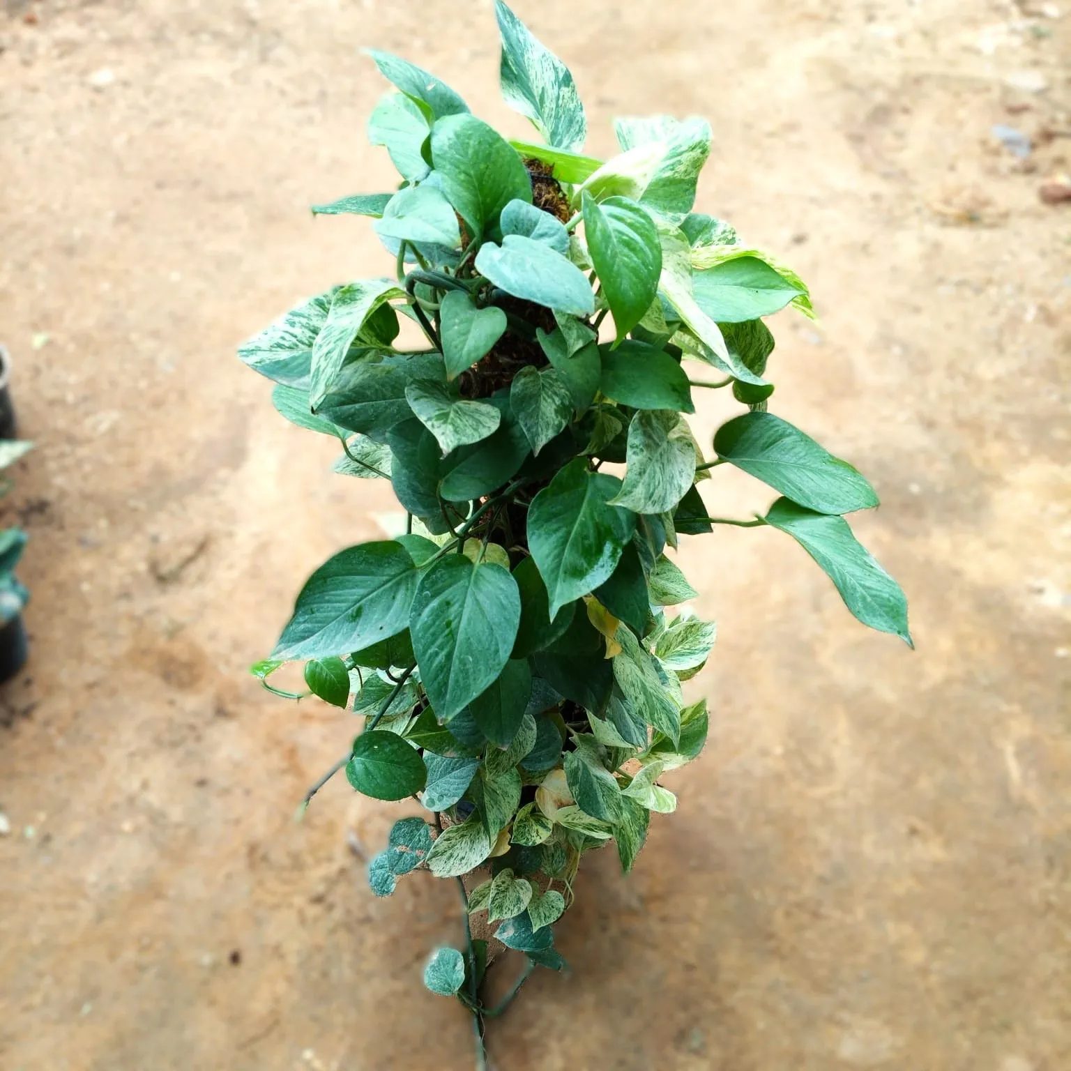 Money Plant Marble With Moss Stick (~ 3 Ft) in 10 Inch Nursery Pot