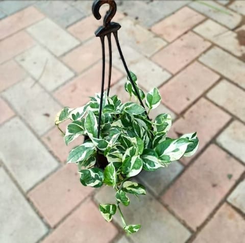 Money Plant Njoy in 7 Inch Black Hanging Basket (any colour)