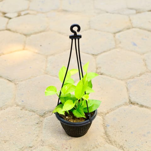 Golden Money Plant in 7 Inch Black Hanging Basket