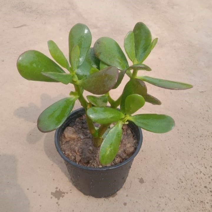 Crassula Ovata / Lucky Jade Plant in 5 Inch Nursery Pot