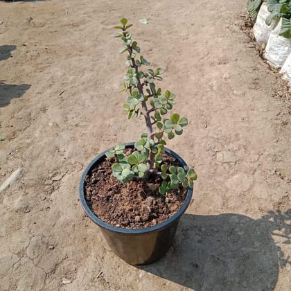 Buy Jade Plant in 5 Inch Plastic Pot Online | Urvann.com
