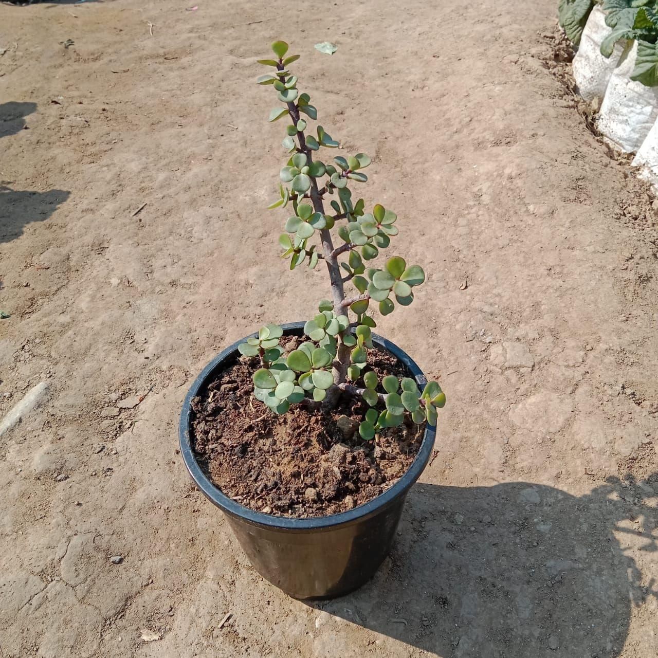 Jade Plant in 5 Inch Nursery Pot