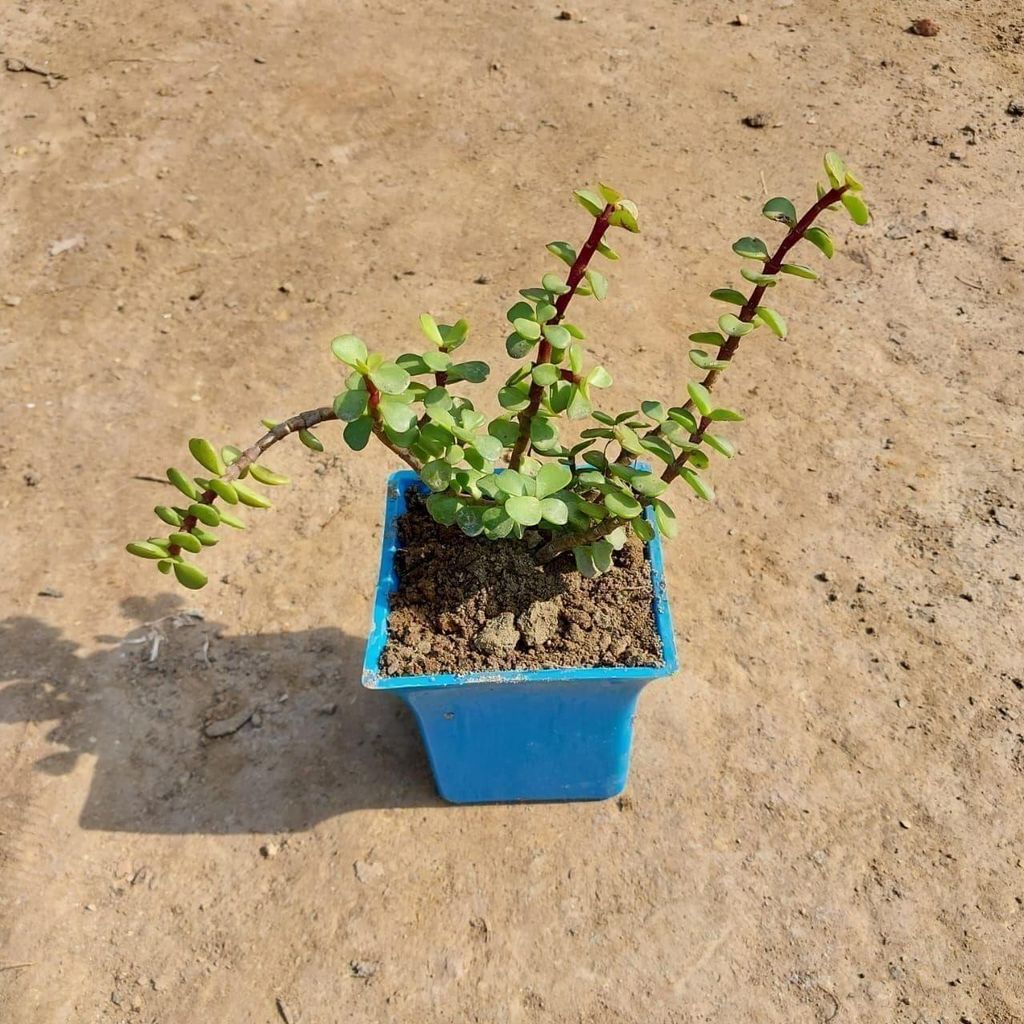 Jade in 4 Inch Elegant Square Plastic Pot (any colour)