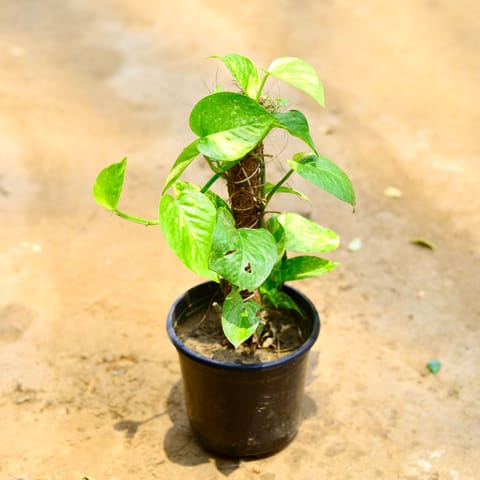 Money Plant Green With 1 Ft Moss Stick in 6 Inch Nursery Pot