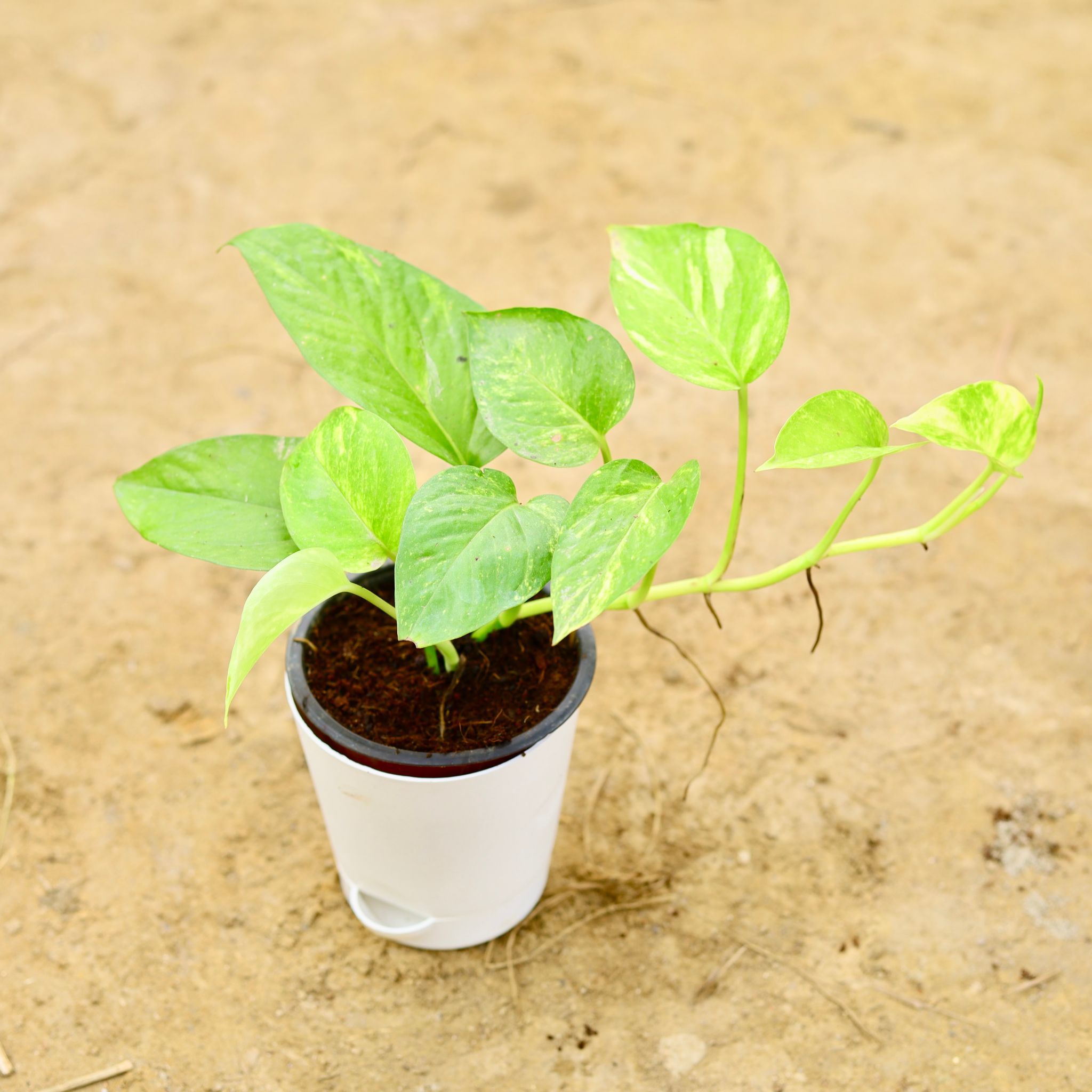 Money Plant Green Long in 4 Inch White Florence Self Watering Pot