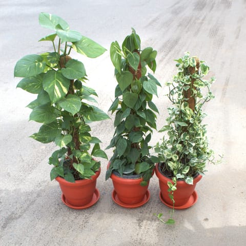 Set Of 3 - Money Plant Green, N'Joy & Philodendron Green With 3 Ft Moss Stick in 10 Inch Terracotta Red Classy Plastic Pot