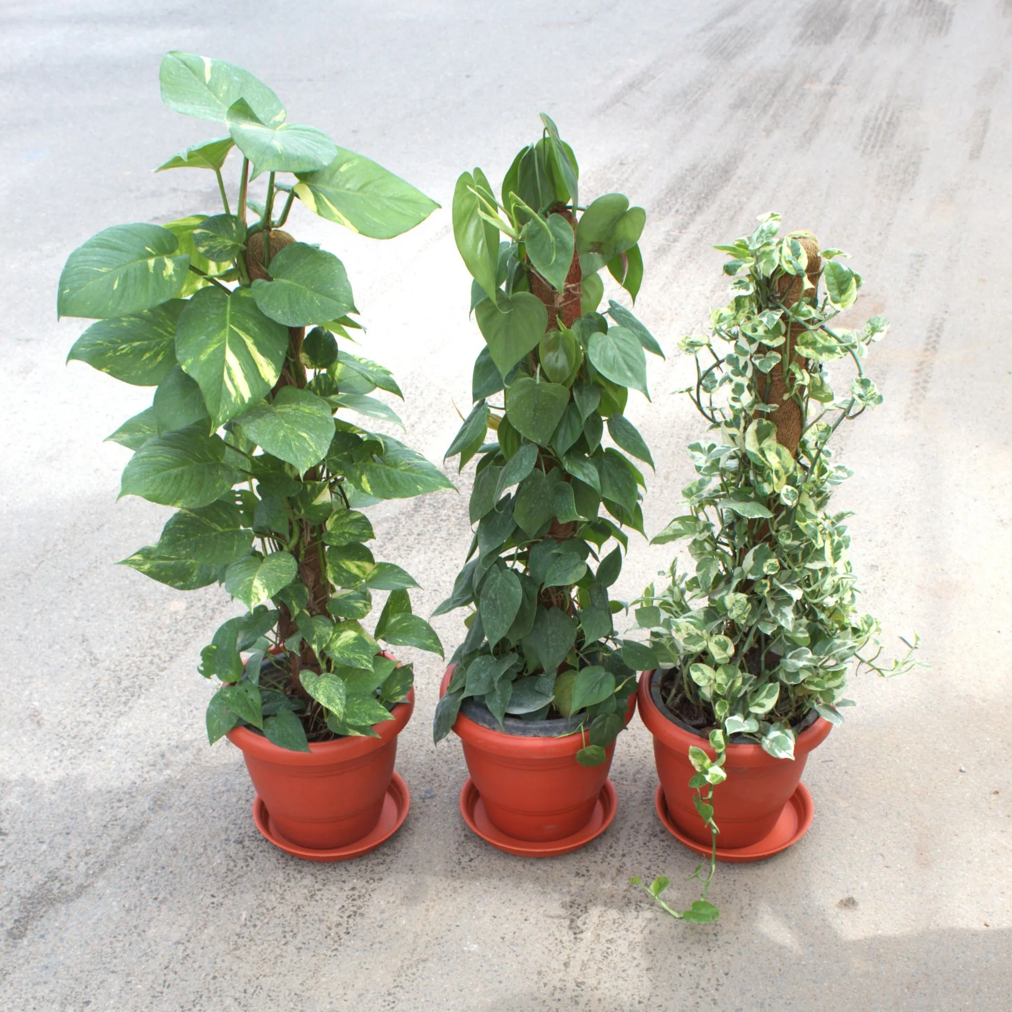 Set Of 3 - Money Plant Green, N'Joy & Philodendron Green With 3 Ft Moss Stick in 10 Inch Terracotta Red Classy Plastic Pot