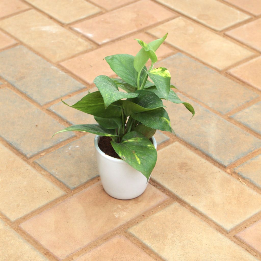 Buy Money Plant Green in 4 Inch White cup ceramic Pot Online | Urvann.com Money Plant Green in 4 Inch White cup ceramic Pot