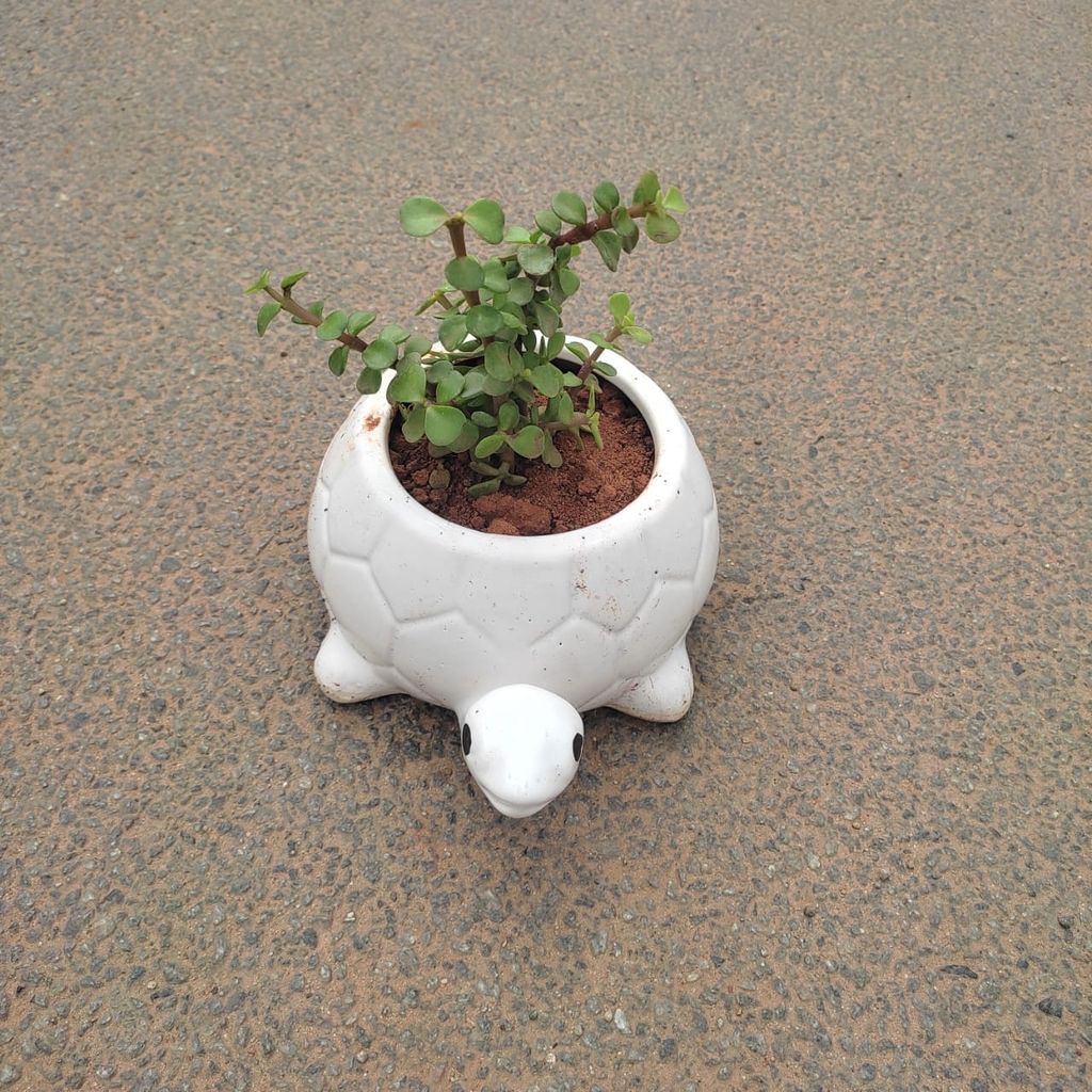 Buy Jade in 4 Inch Classy Tortoise Designer Ceramic Pot (any colour) Online | Urvann.com Jade in 4 Inch Classy Tortoise Designer Ceramic Pot (any colour)