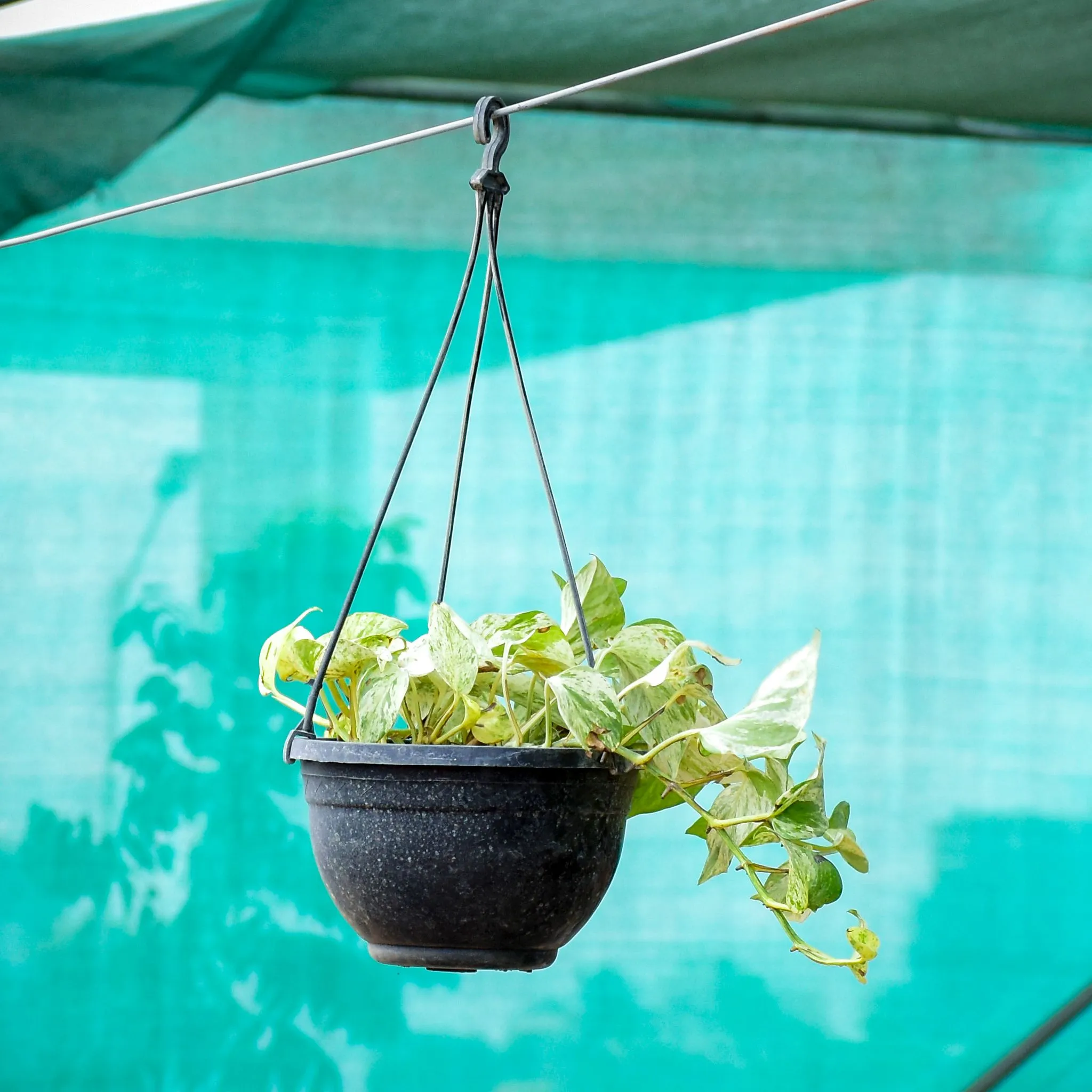 Money Plant White in 7 Inch Black Hanging Basket