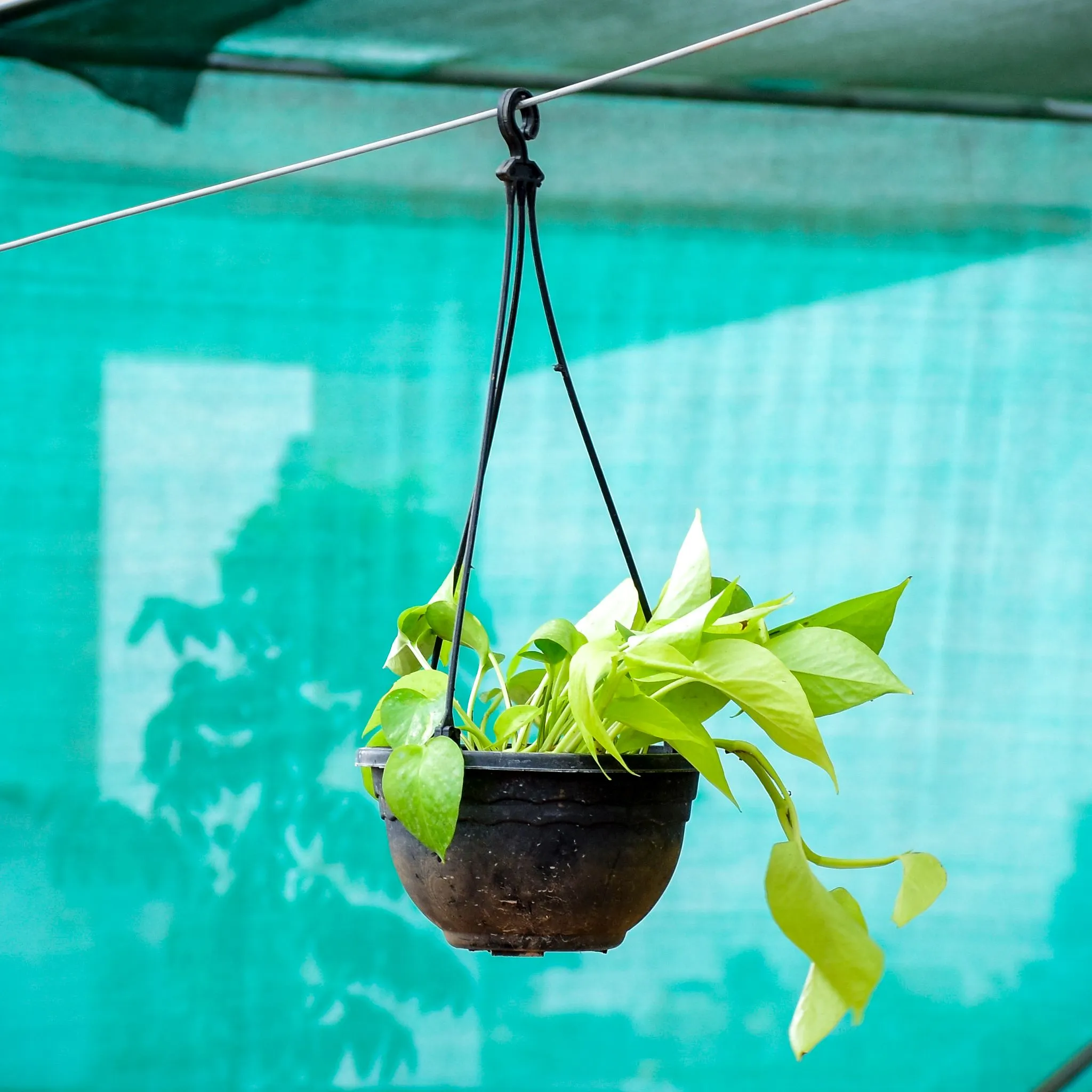 Money Plant Golden in 7 Inch Black Hanging Basket