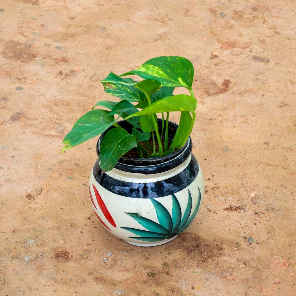 Buy Money Plant Green in 6 Inch Matki Designer Ceramic Pot (any colour) (any design) Online | Urvann.com Money Plant Green in 6 Inch Matki Designer Ceramic Pot (any colour) (any design)