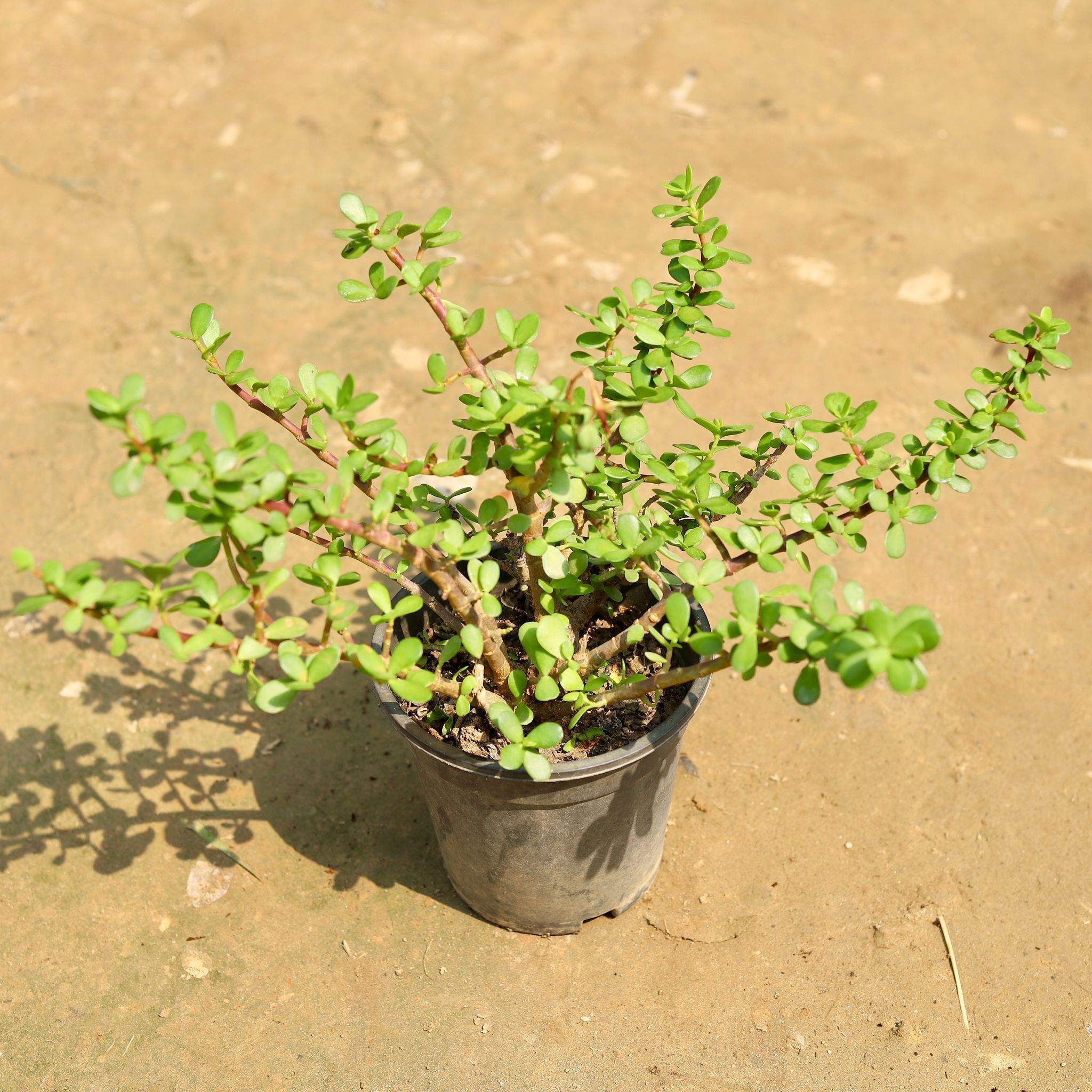 Bangalory Jade/ Big Leaf Jade in 6 Inch Nursery Pot