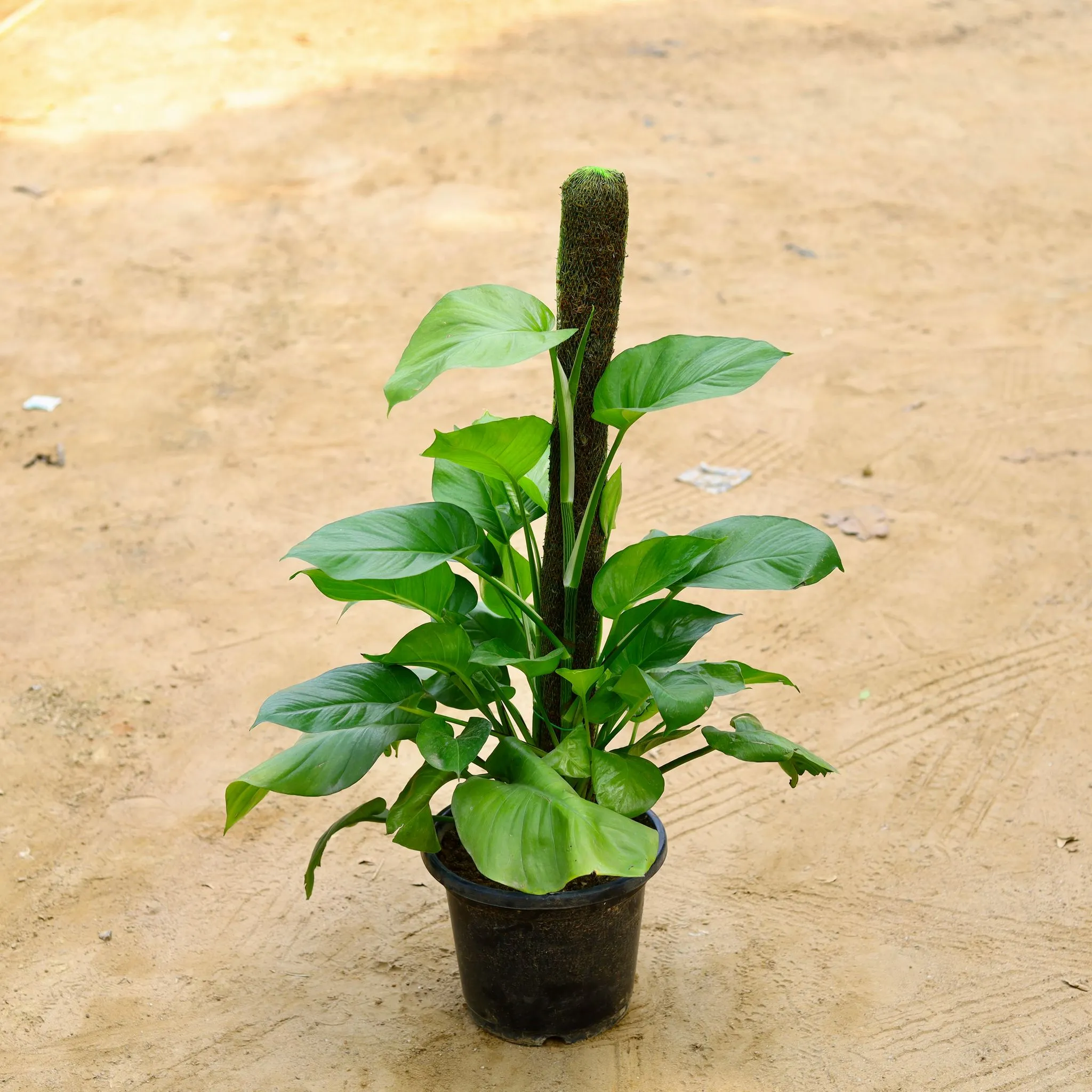 Money Plant Big Leaf Green (Imported) With 3 Ft Moss Stick in 10 Inch Nursery Pot - Best Corner Special Indoor Plant