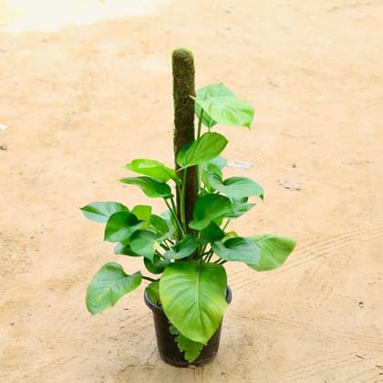 Buy Money Plant Big Leaf (Imported) With 3 Ft Moss Stick in 10 Inch Nursery Pot Online | Urvann.com