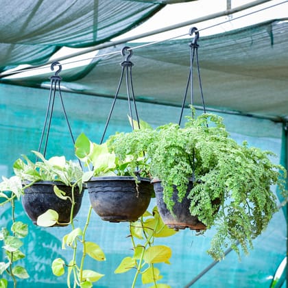 Buy Set of 3 - Pilea Microphylla & Money Plant (Green & Golden) in 6 Inch Black Hanging Basket Online | Urvann.com