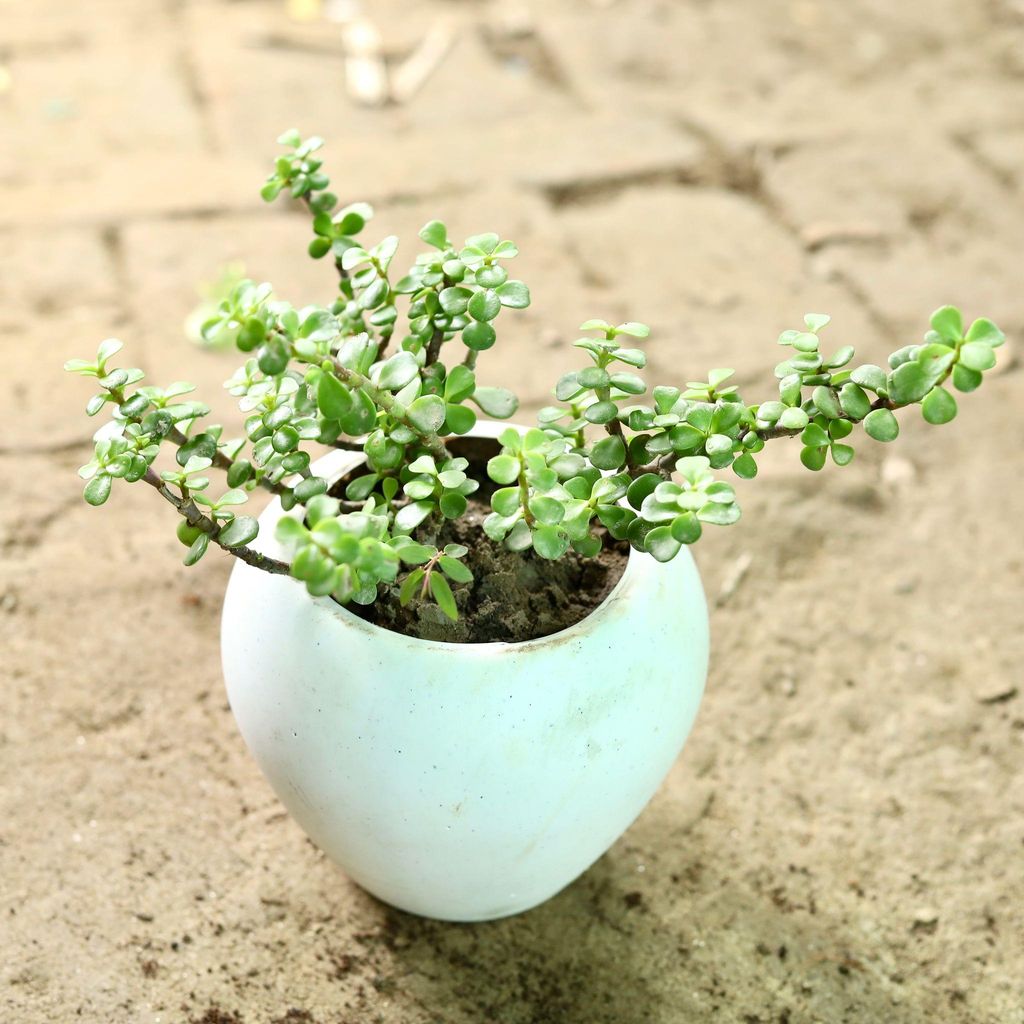 Jade Plant in 4 Inch White Classy Apple Plastic Pot