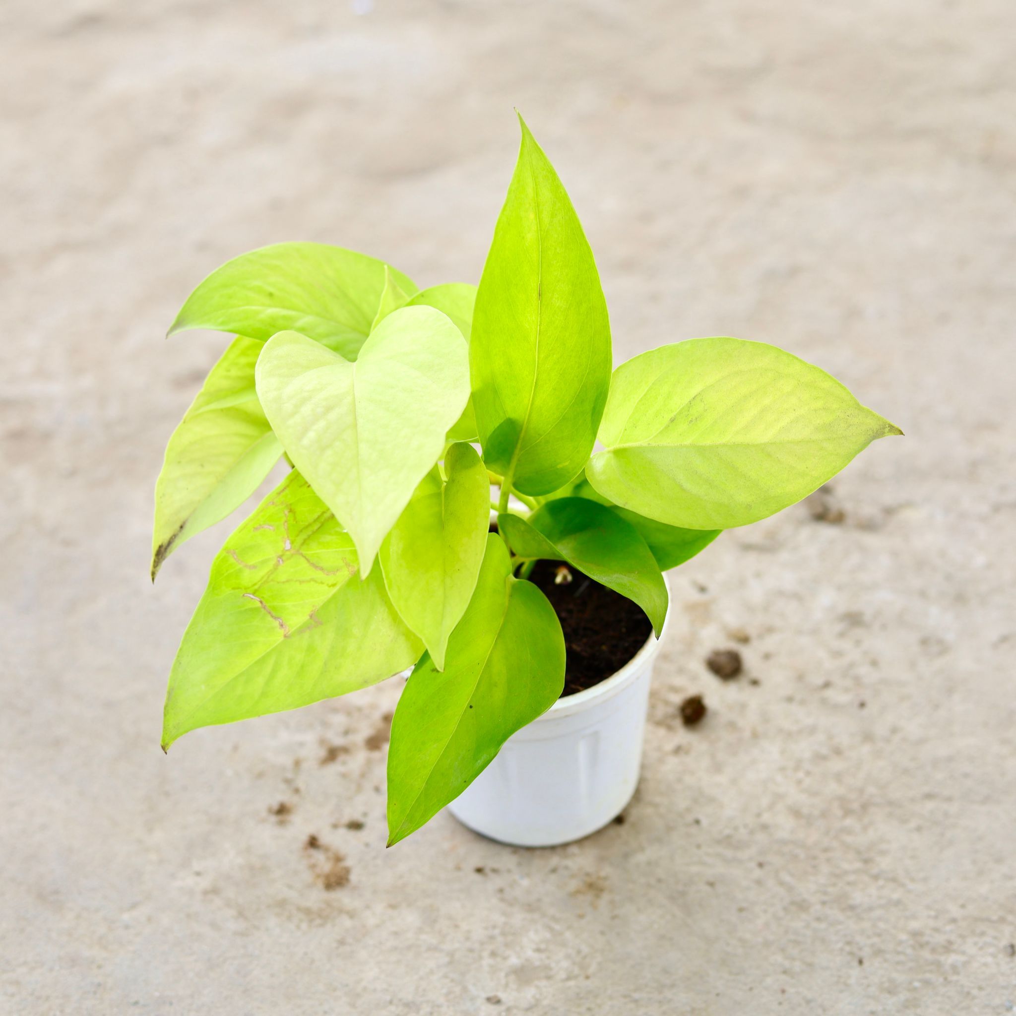 Money Plant Golden in 4 Inch Nursery Pot