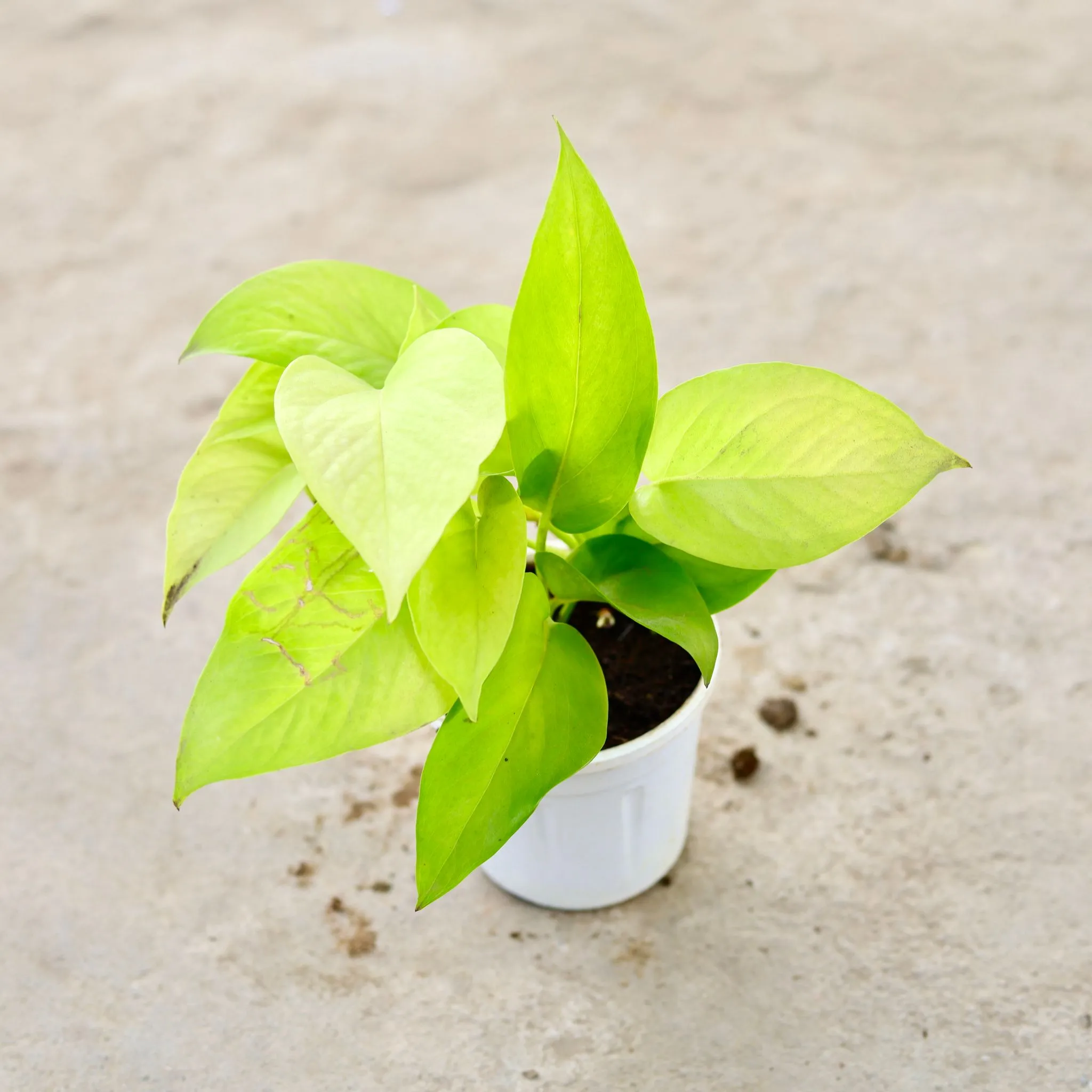 Money Plant Golden in 4 Inch Nursery Pot