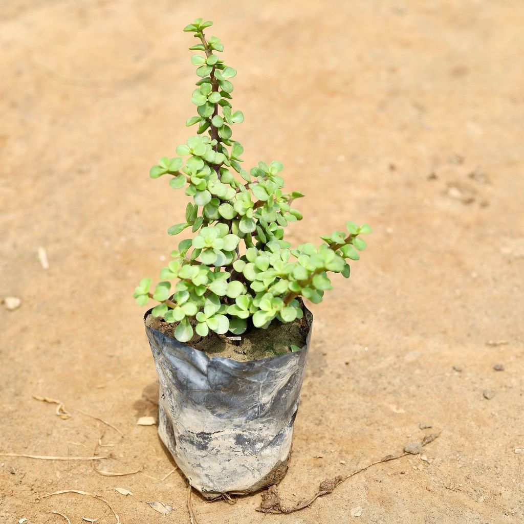 Buy Jade in 4 Inch Nursery Bag Online | Urvann.com Jade in 4 Inch Nursery Bag