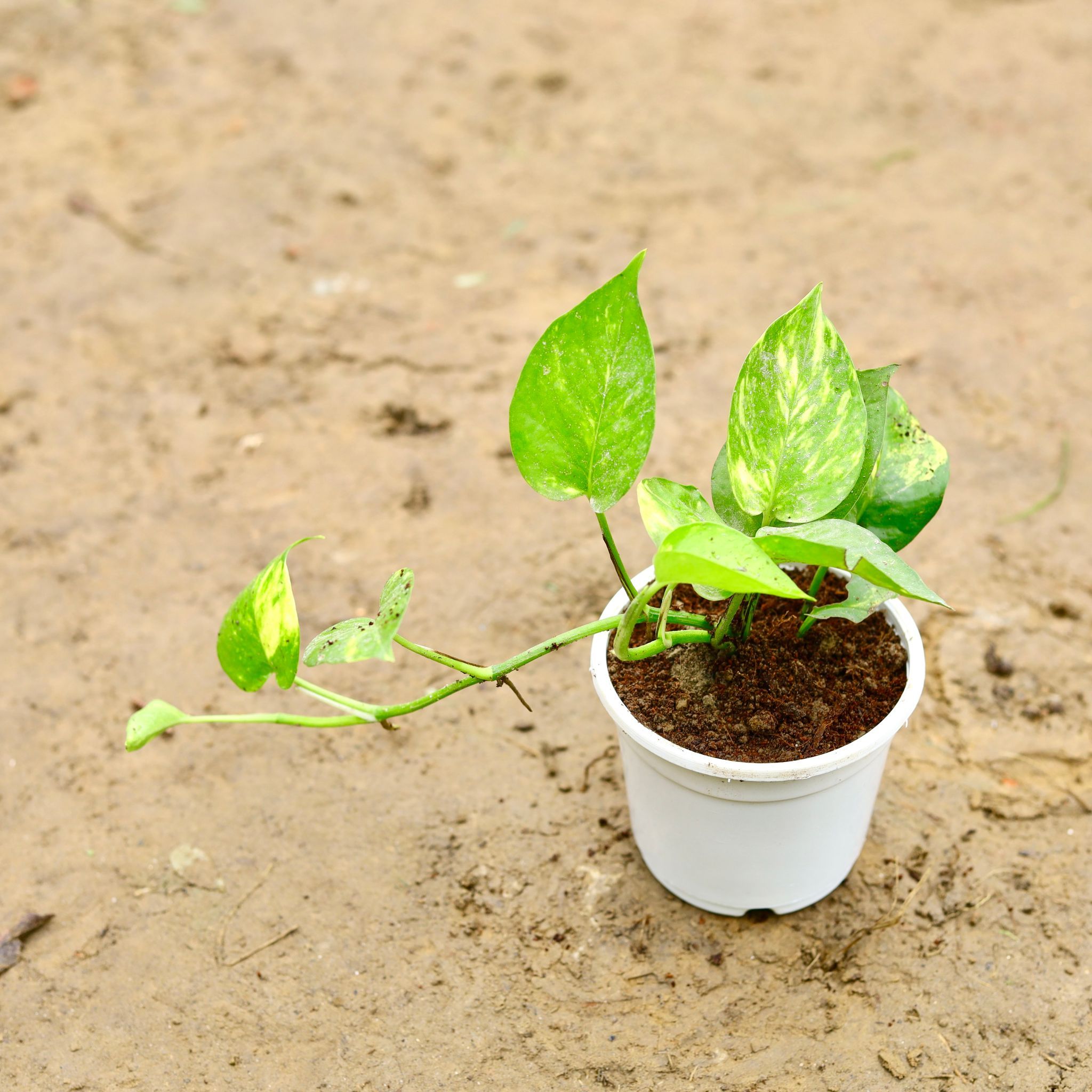 Money Plant Green in 4 Inch Nursery Pot