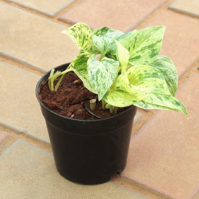 Money Plant White in 4 Inch Nursery Pot
