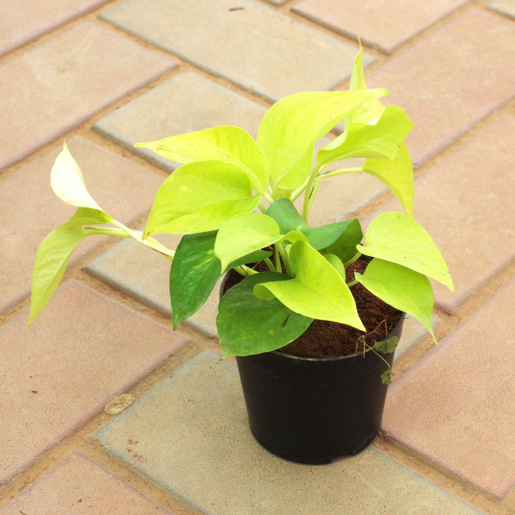 Buy Money Plant Golden in 4 Inch Nursery Pot Online | Urvann.com Money Plant Golden in 4 Inch Nursery Pot