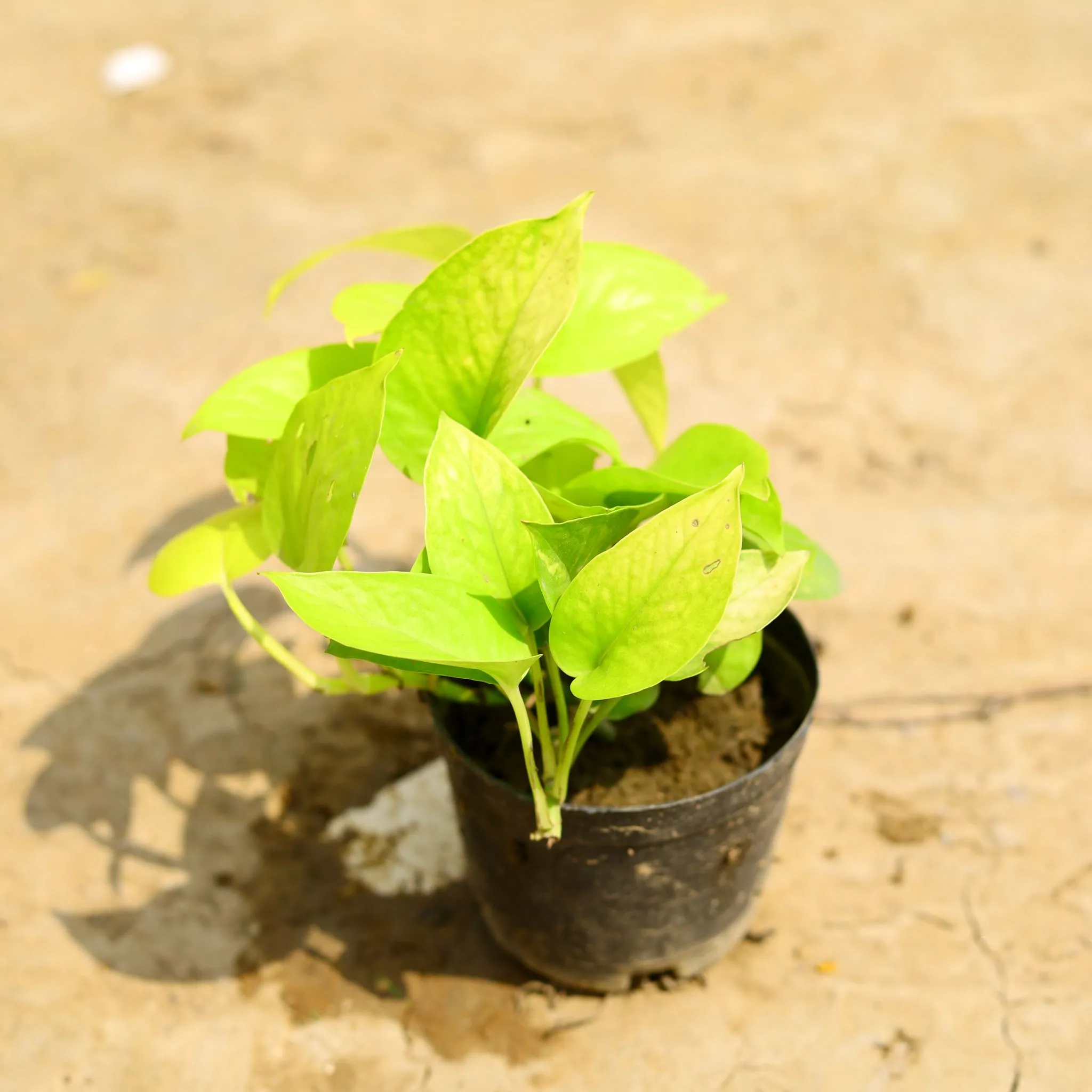 Money Plant Golden in 4 Inch Nursery Pot