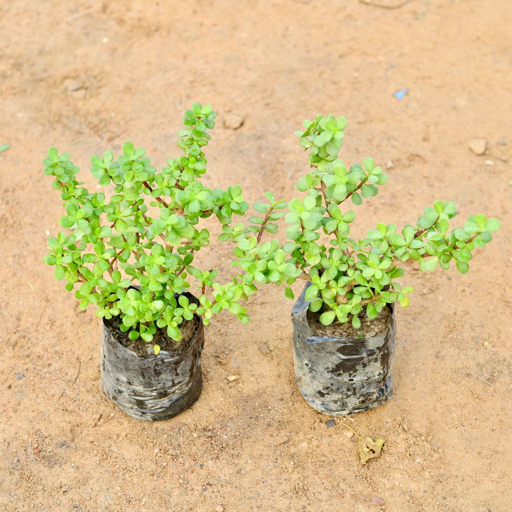 Buy Set of 2 - Lucky Jade Plant in 4 Inch Nursery Bag Online | Urvann.com Set of 2 - Lucky Jade Plant in 4 Inch Nursery Bag