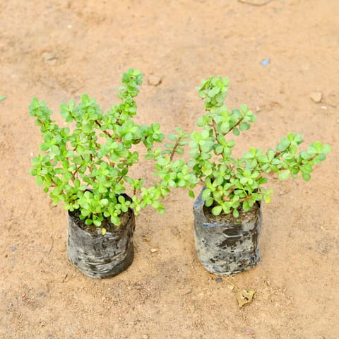 Set of 2 - Lucky Jade Plant in 4 Inch Nursery Bag