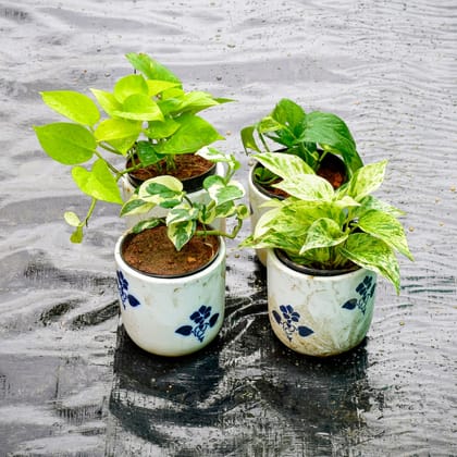 Buy Set of 4 - Money Plant (Golden, Green, White & N'joy) in 5 Inch Classy White Cylindrical Ceramic Pot (any design) Online | Urvann.com