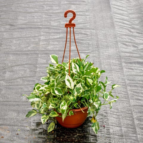 Money Plant N'Joy Bushy in 6 Inch Hanging Pot