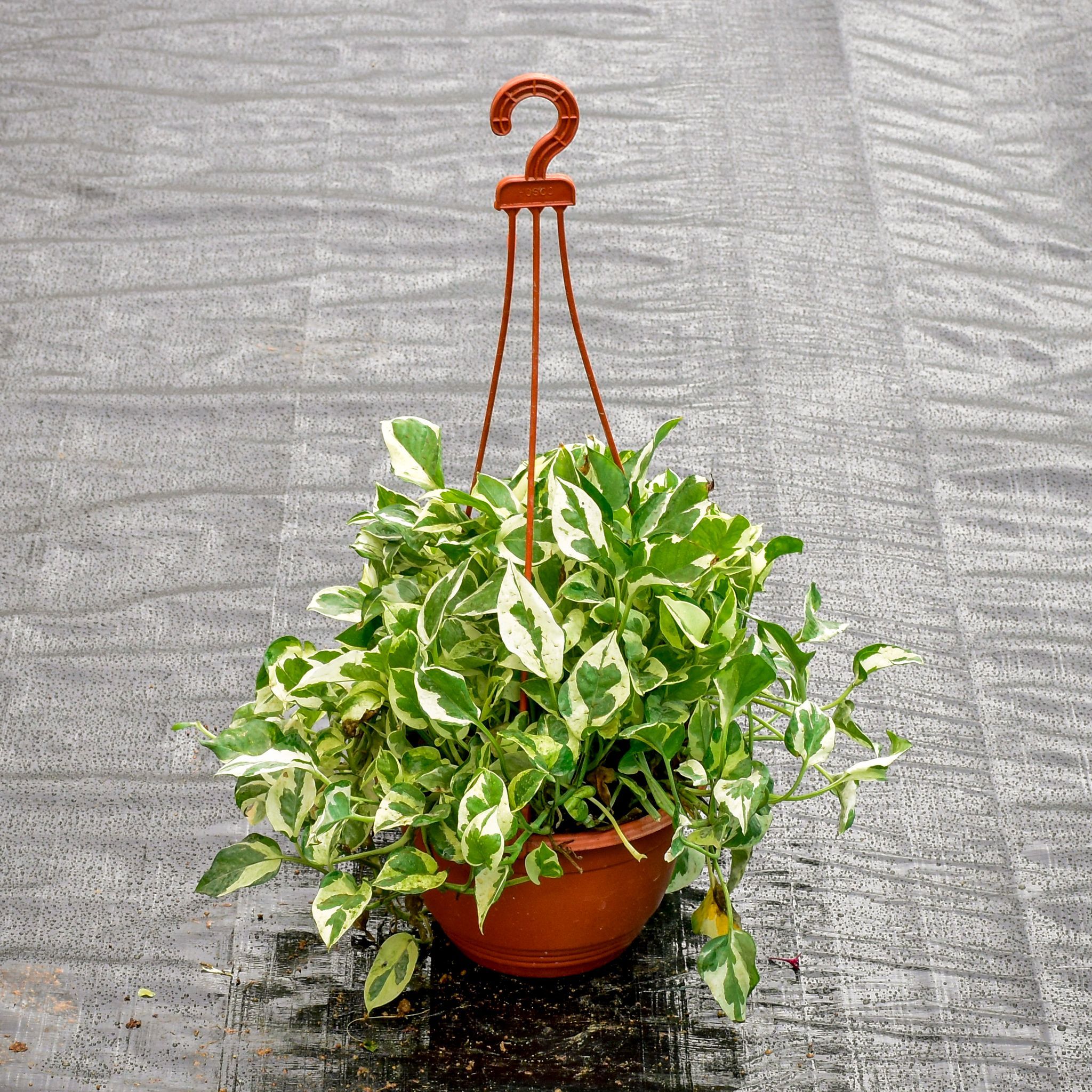 Money Plant N'Joy Bushy in 6 Inch Hanging Pot