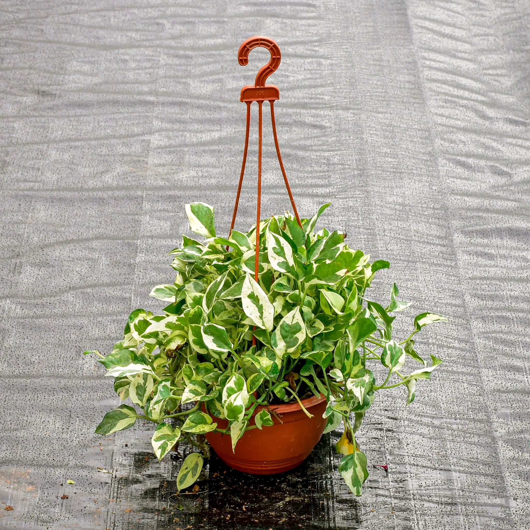 Money Plant N'Joy Bushy in 6 Inch Hanging Pot