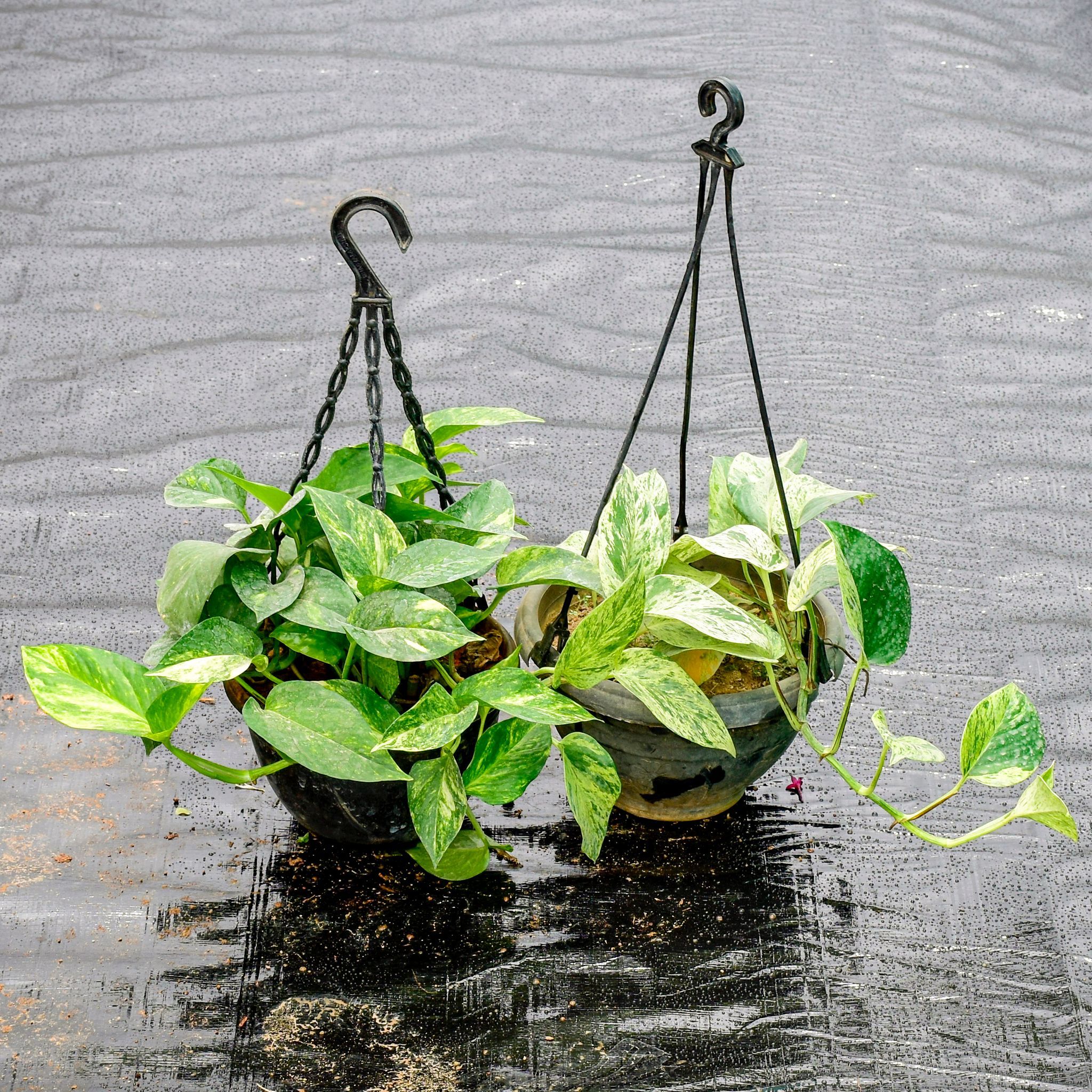 Set Of 2 - Money Plant (Marble & Green) in 6 Inch Hanging Pot