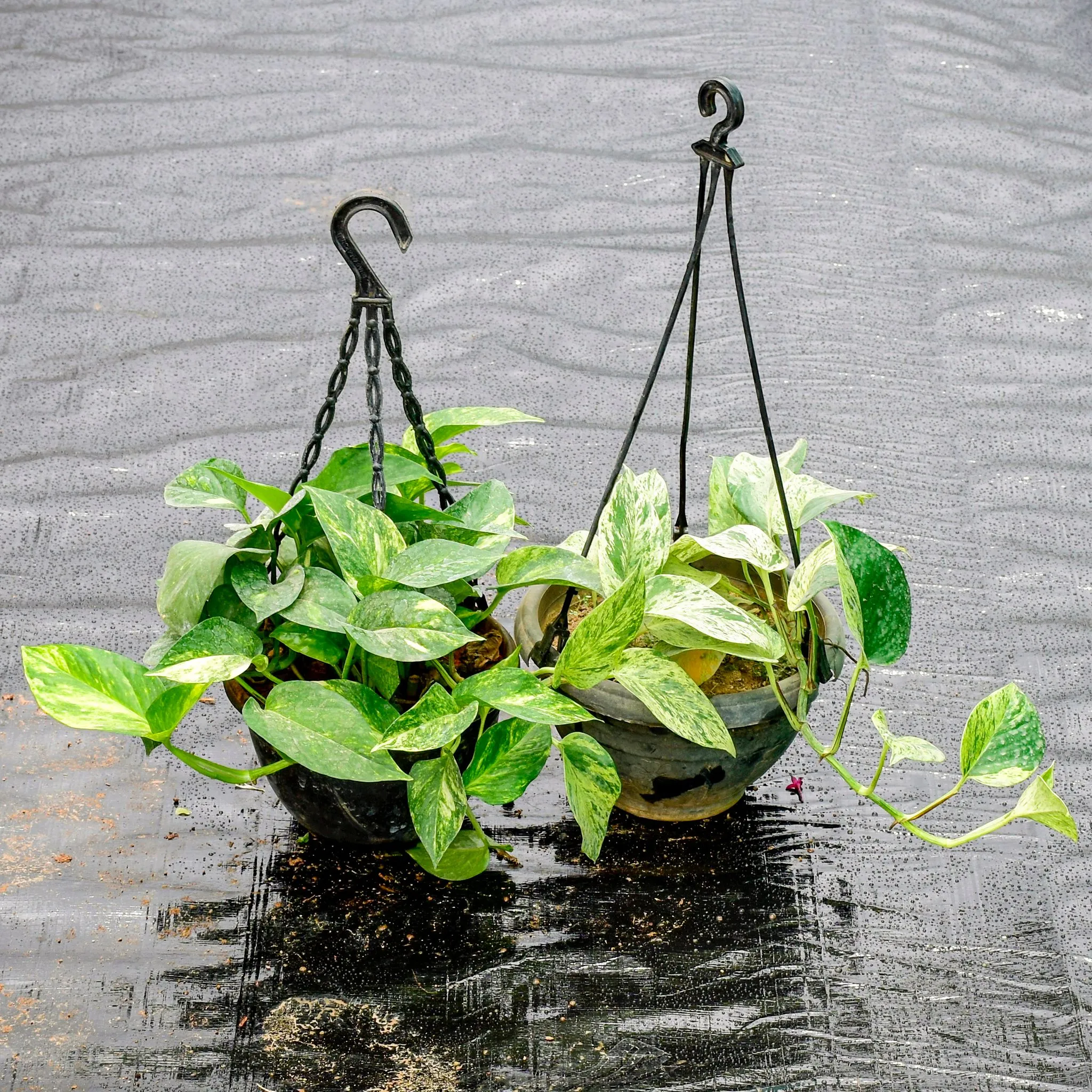 Set Of 2 - Money Plant (Marble & Green) in 6 Inch Hanging Pot