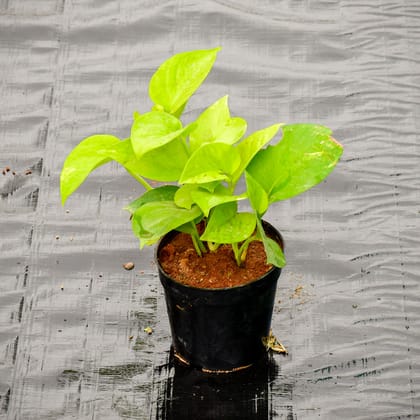 Buy Money Plant Golden in 4 Inch Nursery Pot Online | Urvann.com