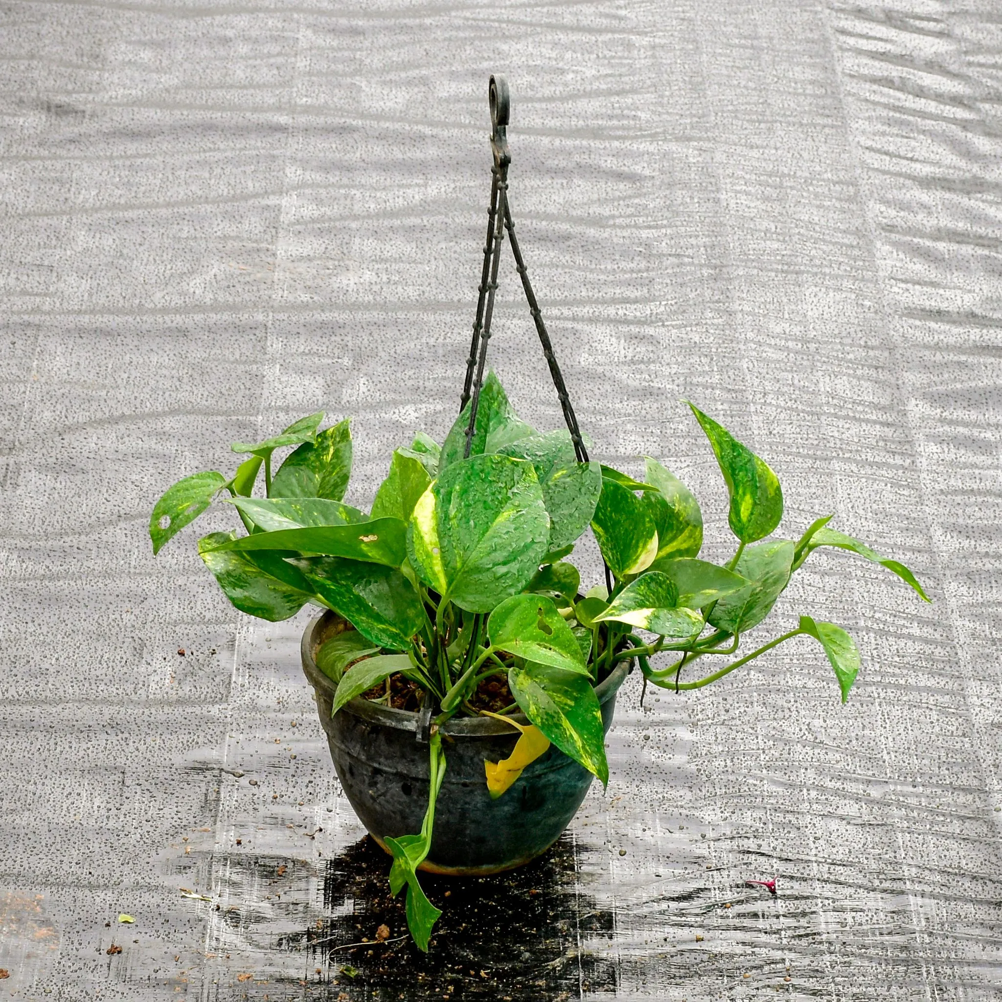 Money Plant Green in 6 Inch Hanging Pot