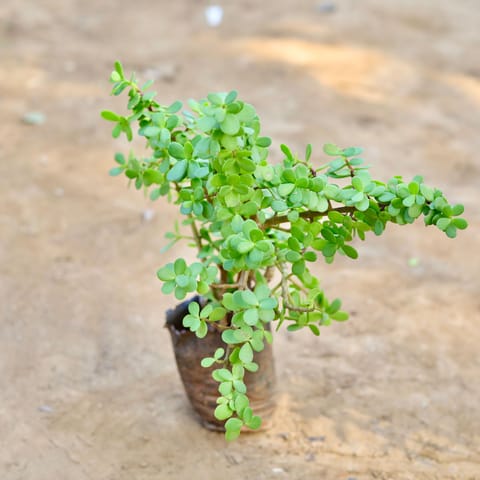Jade in 4 inch Nursery Bag